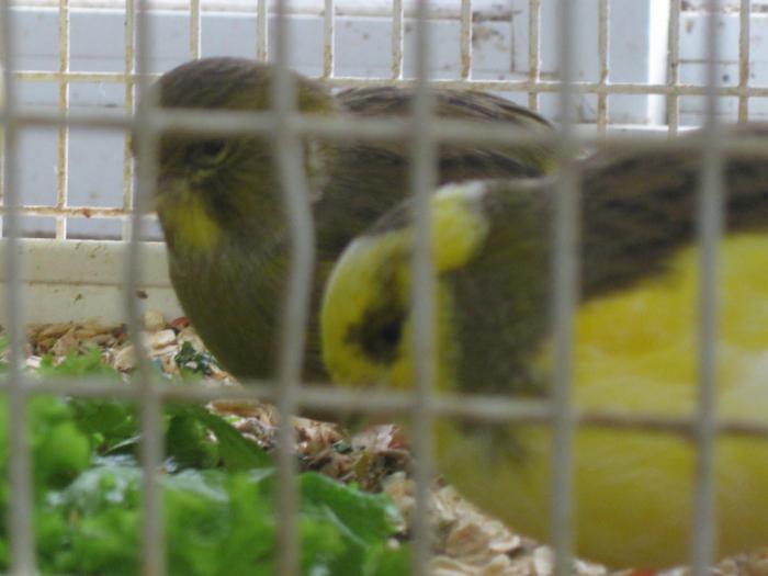 Хлоя Уивердің жалаңаш суреттері