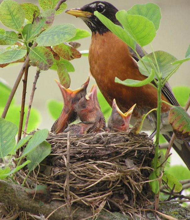 Анальды секс видео клизма