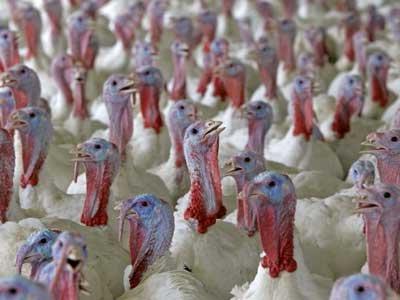 Ayam Belanda Pembiakan Betul Di Rumah