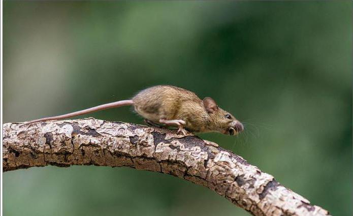 Лесбилер бір таяқта бірге отырады