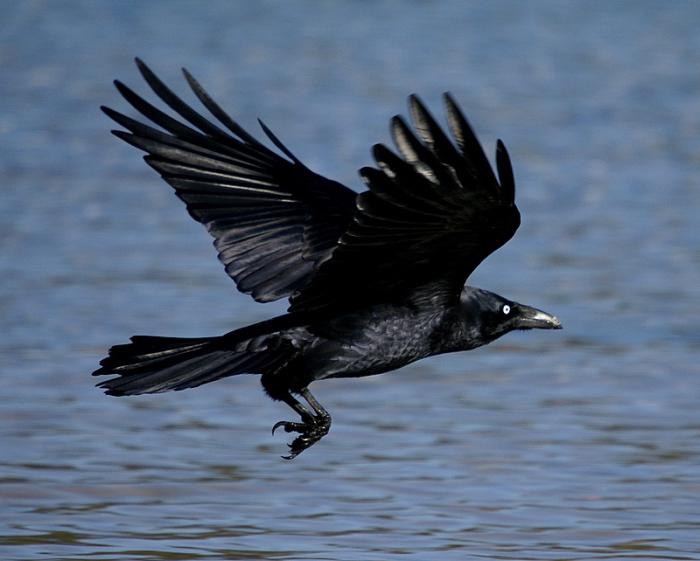 Apa Yang Berbeza Dari Burung Gagak Berkokok Apa Yang Berbeza Dari