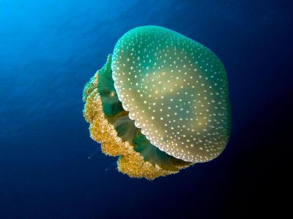 Bagaimana Berbahaya Obor Obor Laut Hitam