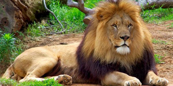 Zašto lav - kralj zvijeri?