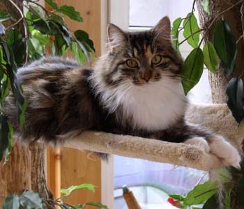 Онлайн порно теледидар көру