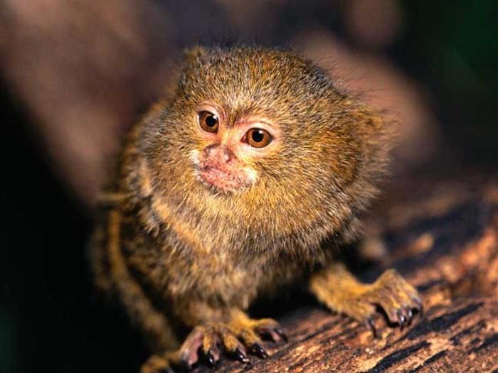 Жыныстық ергежейлі онлайн