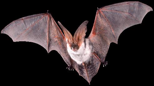 Dalam Membela Kelawar Mamalia Yang Direka Dengan Indah Yang Harus Ditinggalkan Dengan Aman Persekitaran Tenaga 2021