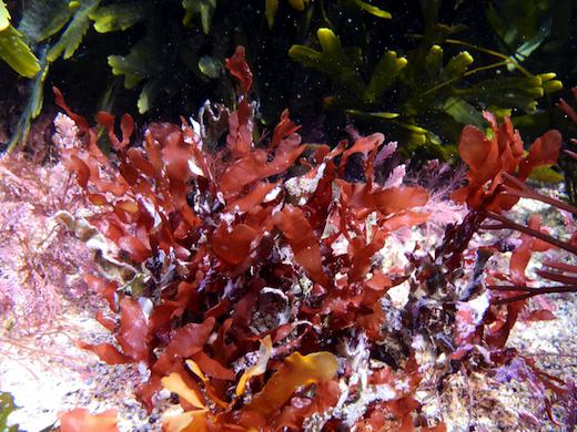 Тіркеусіз тікелей секс трансляциясы