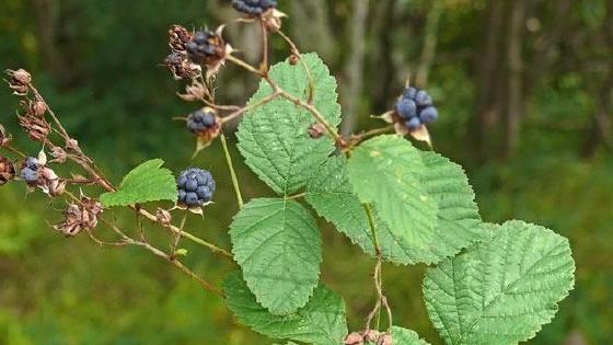 Жалаңаш Лена Катина клипі