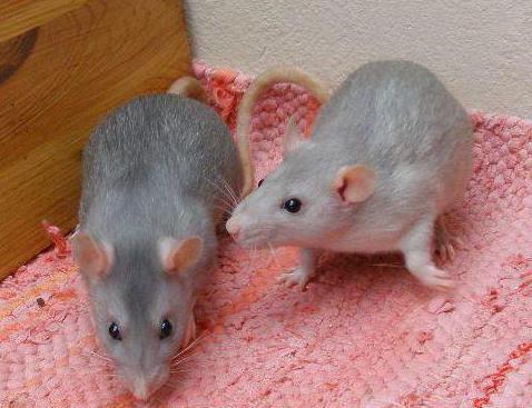 Моншадағы жалаңаш отбасының суреті