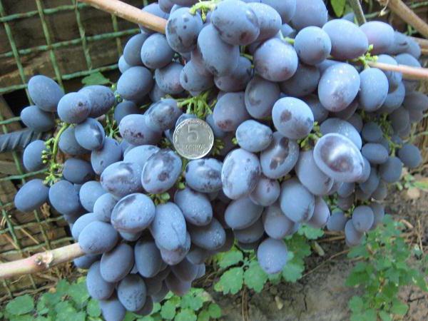 Semiz qora ayollar bilan guruh jinsiy aloqa Sankt-Peterburgda ogzaki jinsiy aloqa uchun etuk fohisha toping