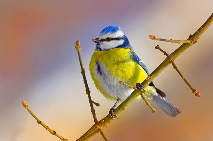 Орыс порно Виола Маркус