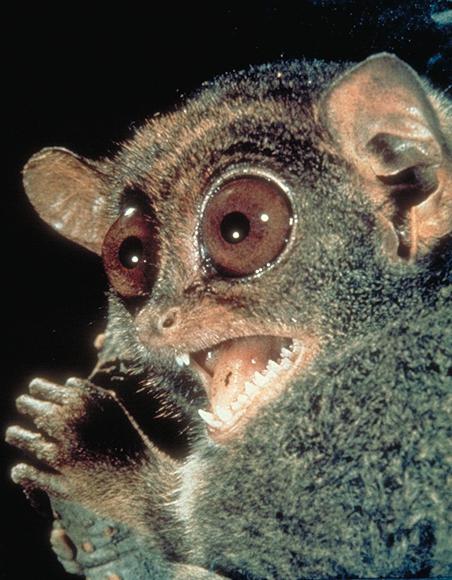 Philippine Tarsier Zanimljivosti Fotografije