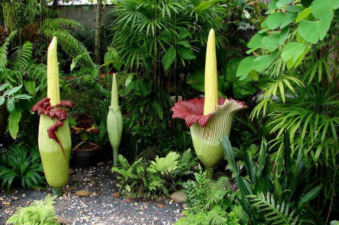 世界上最臭的花