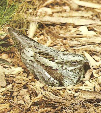 Warna Perlindungan Pada Haiwan Peniruan Penyamaran Dan Warna Perlindungan