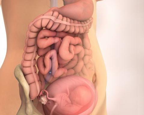 Қынаптардың жақыннан жасалған фотосуреттері Транс өте үлкен мүшелер