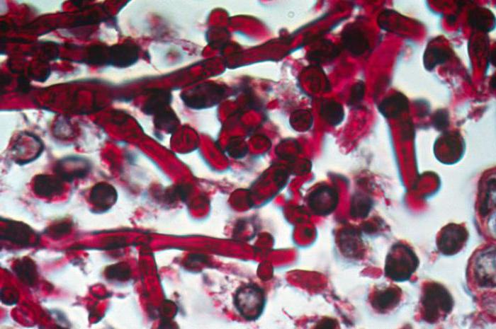 Жалаңаш қыздардың үлкен тұсқағаздары