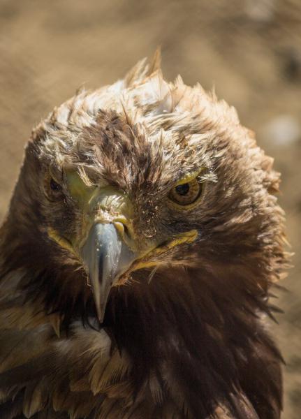 Imperial Eagle Helang Yang Dimasukkan Ke Dalam Buku Merah