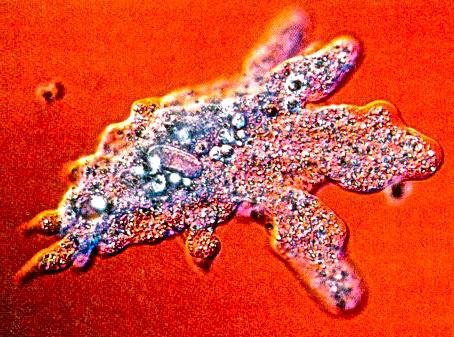 Тура жігіт жігітті сорғызады