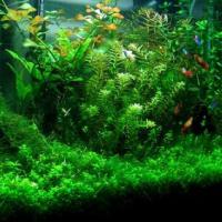 金魚藻在水族館 照顧和條件 如何在古巴水族館krasnostebelny廠 深綠色的金魚藻