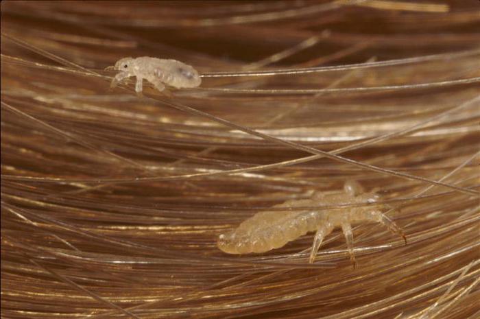 Minyak Tanah Kutu Dan Telur Kutu Di Mana Untuk Membeli Bagaimana Untuk Menggunakan Sebenar Minyak Tanah Kutu Dan Telur Kutu Di Mana Untuk Membeli Bagaimana Untuk Menggunakan Sebenar