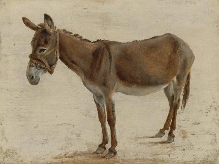 Арық азиаттар жопқа ене береді