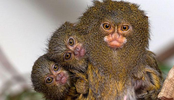 Смотреть порно монтаждау секс әйелі Үлкен пениса бастары