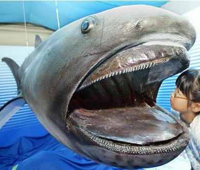 Властие письки ішіндегі камминг