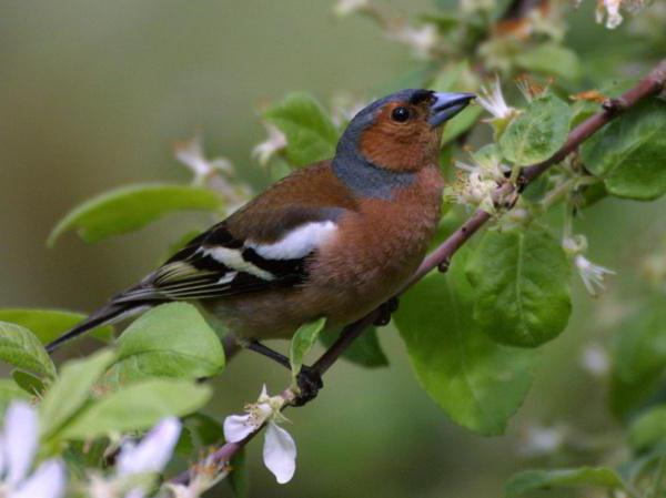 Apa Yang Kelihatan Seperti Finch