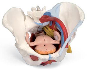 Гольф ойнағаннан кейін ренжіді Подругима сихат бердім