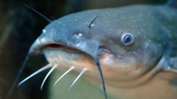 Ikan Keli Ikan Maklumat Umum