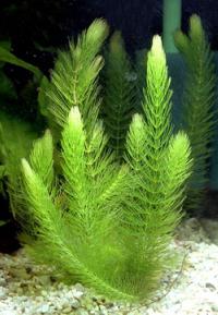 金魚藻在水族館 照顧和條件 如何在古巴水族館krasnostebelny廠 深綠色的金魚藻