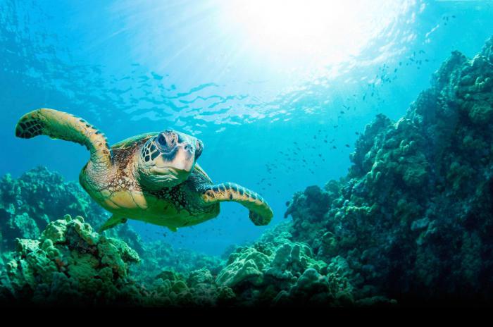 Қыздардың жалаңаш әйелдерінің үй фотолары