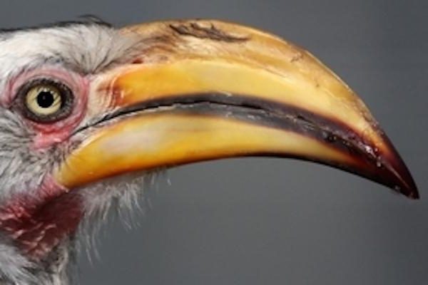 Порно қарт үй шаруасындағы әйел Қара анус фотосуреттері