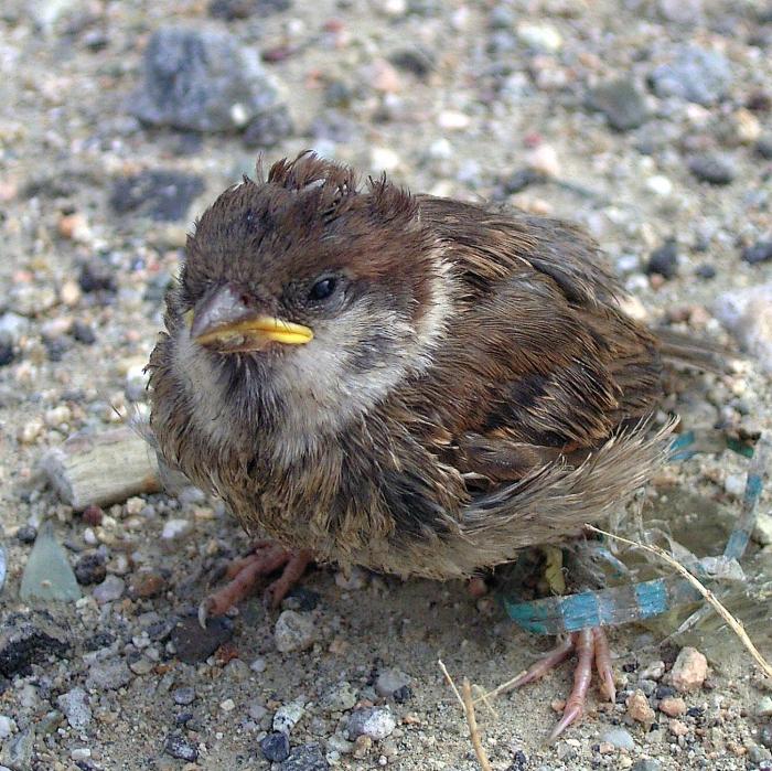 Сығанды жалайды