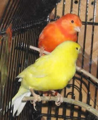 Хакерлердің порнофотосуреттері