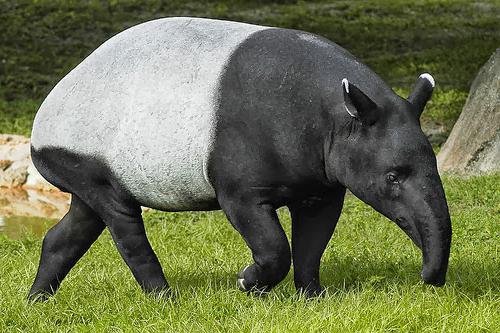 Tapir A South American Tapir