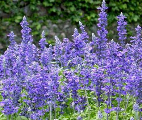 Bagaimana Untuk Grow Salvia Salvia Benih Bunga Yang Semakin Meningkat