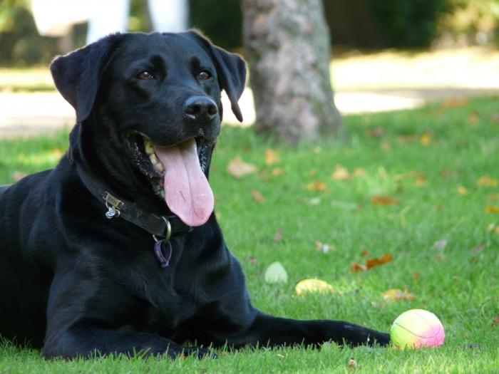 Black Labrador Teman Yang Setia Kepada Anda Dan Pembantu Dipercayai