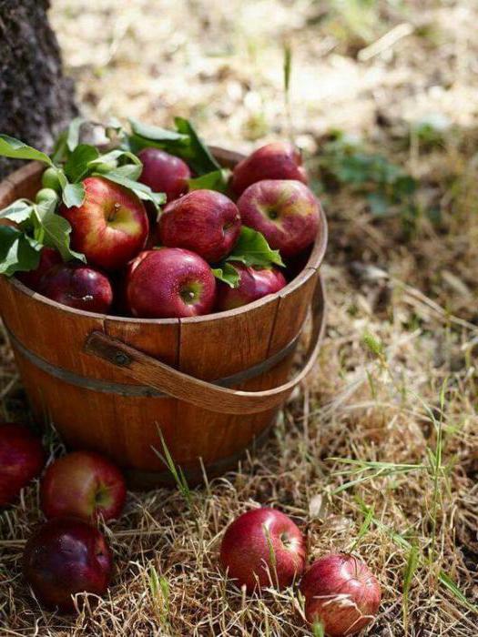 Менің әпкемді сиқырлап, оның кискасына кірді watch online