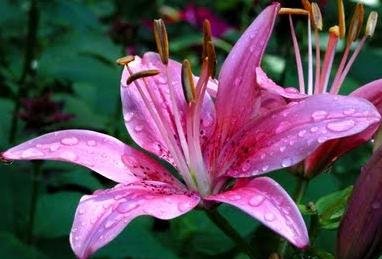 Ашық порно онлайн көру Ең жақсы анальный порно видео