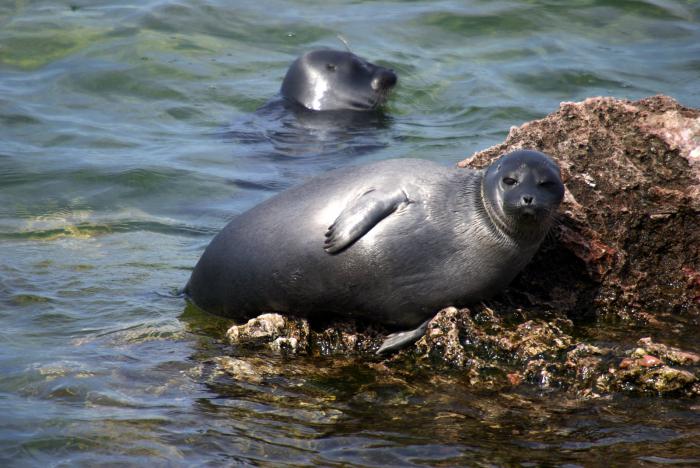 Бакуган туралы секс