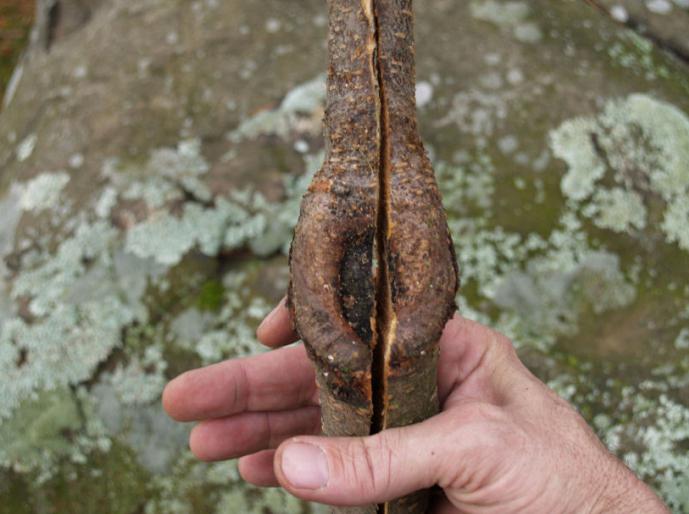 Қырғыз қыздарының жалаңаш суреттері