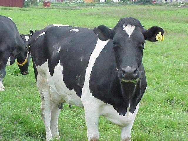 Lembu Hitam Putih Dikenali - More images for lembu hitam putih dikenali