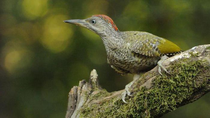 Жалпақ порно видео