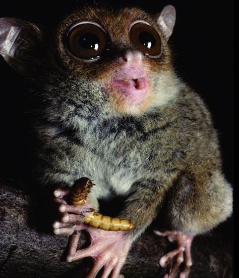 Philippine Tarsier Zanimljivosti Fotografije