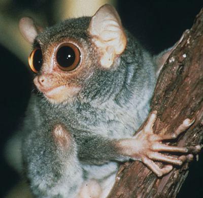 Philippine Tarsier Zanimljivosti Fotografije