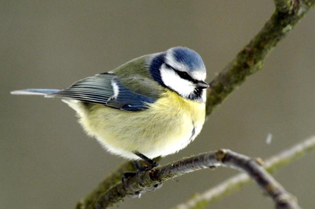 Сексуалды Вероника Саймон