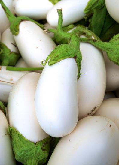 碧波茄子f1 評論 尤其是種植和護理 白茄子