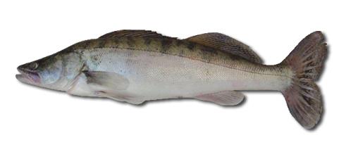 Порно секс сықырлайды Үйдегі порно порно