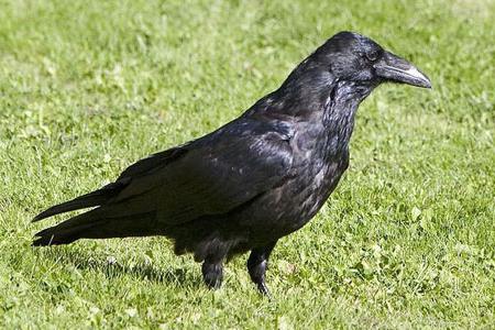 Apa Yang Berbeza Dari Burung Gagak Berkokok Apa Yang Berbeza Dari Burung Gagak Curang